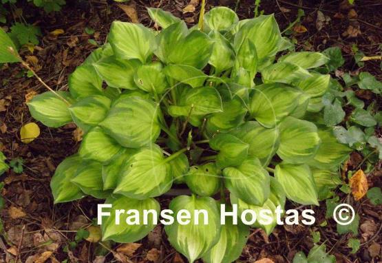 Hosta Binkie